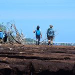 Kawasan Restorasi Mangrove Teluk Pambang Dikunjungi Tim ASEAN-UK GTF