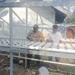 Bhabinkamtibmas Kelurahan Laksmana Laksanakan Pengecekan Ketahanan Pangan Bergizi dengan Penanaman Cabai