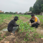 Bhabinkamtibmas Kelurahan Bintan Laksanakan Pengecekan Ketahanan Pangan melalui Penanaman Jagung Pipil