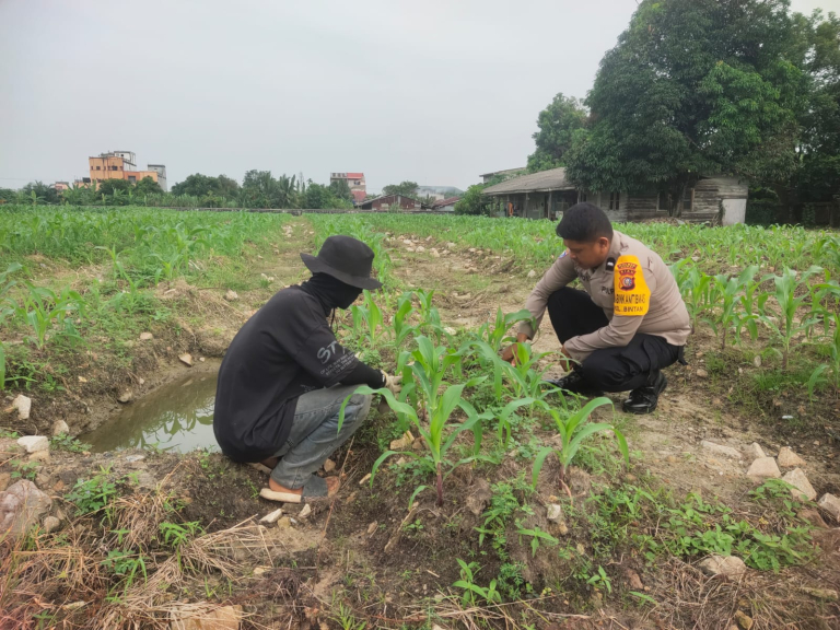 Bhabinkamtibmas Kelurahan Bintan Laksanakan Pengecekan Ketahanan Pangan melalui Penanaman Jagung Pipil